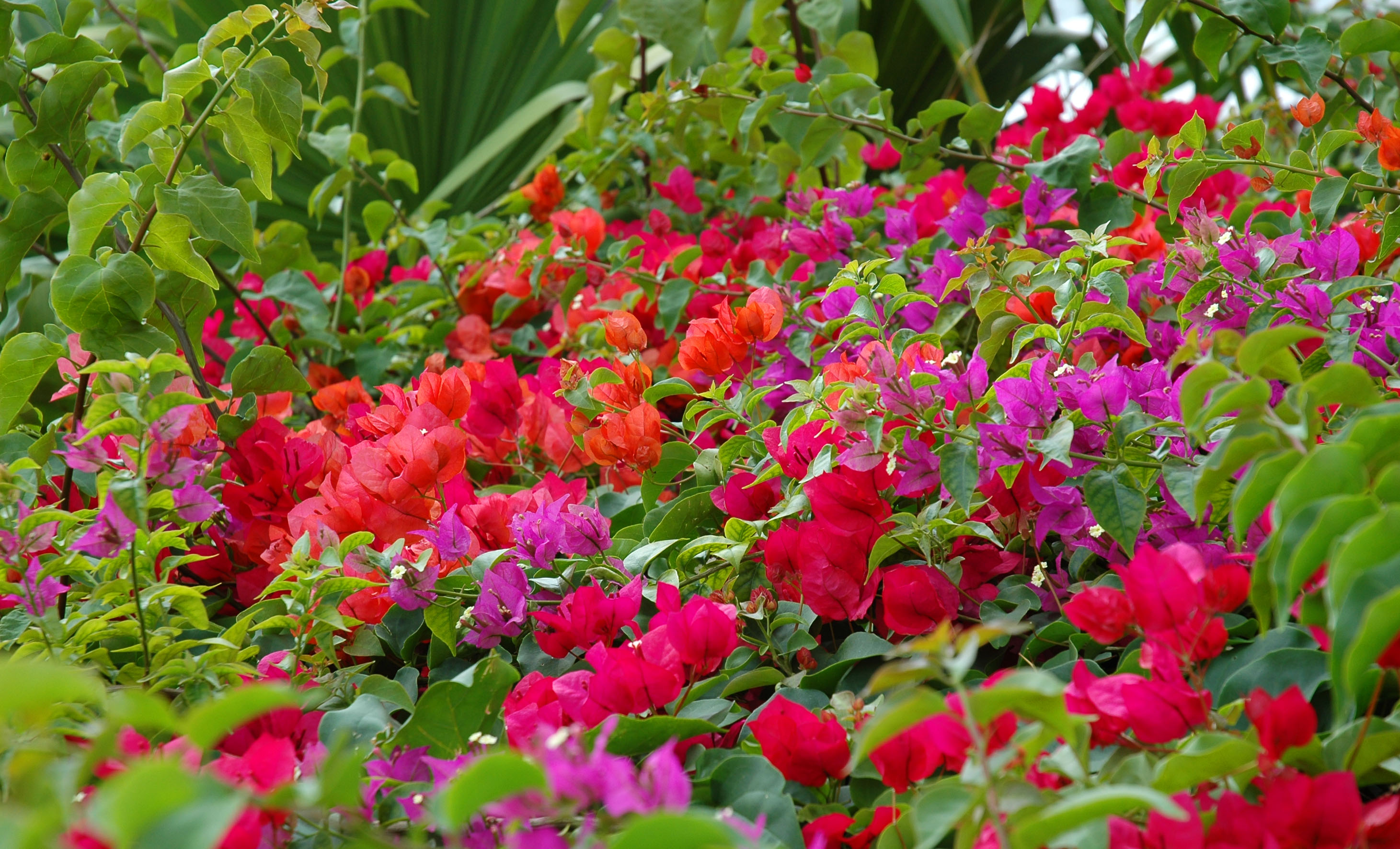 Flowers